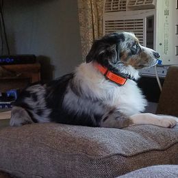 Miniature Australian Shepherds from Fisher Family Farms