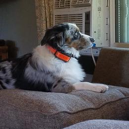 Miniature Australian Shepherds from Fisher Family Farms