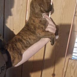 Girl 1 - Brindle female Boxer puppy in Pikeville, Kentucky from Boxers of Whispered Wishes