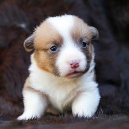 Ace - Sable male Pembroke Welsh Corgi puppy in Star City, Arkansas from Say When Corgi Co.