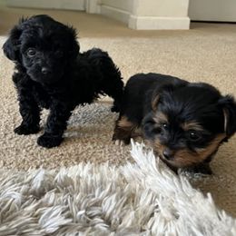 Yorkshire Terriers from Haylies Fur-Ever Puppies