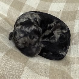 Luke - Merle male Labradoodle puppy in Bruceton Mills, West Virginia from Adonai Ra'ah Farms