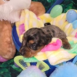 Waka - Dapple male Dachshund puppy in Florence, Mississippi from Rosies Doxies and Poodles CKC