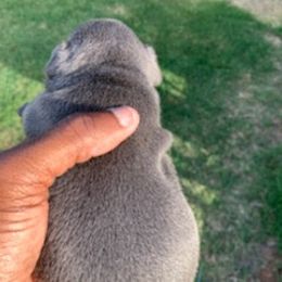 French Bulldog Puppies from Pet frenchies