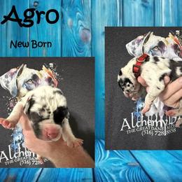 Agro - Harlequin male Great Dane puppy in Medford, New York from Alchemy Danes