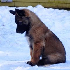 Belgian Tervuren Puppies from Chocorua Working Belgians