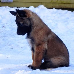 Belgian Tervuren Puppies from Chocorua Working Belgians