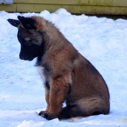 Belgian Tervuren Puppies from Chocorua Working Belgians