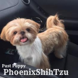 Shih Tzu Puppies from Phoenix Shih Tzu