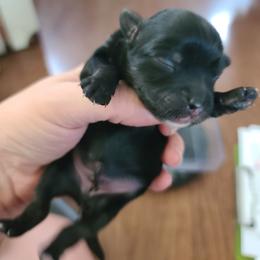 Ppm1 - Black white and tan male Chinese Crested puppy in New Castle, Pennsylvania from Long Haul Cresteds & Long Rotts