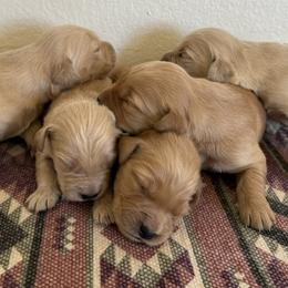 Girl 1 - Golden female Golden Retriever puppy in Hobbs, New Mexico from Goldie Locks Golden Retrievers & Doodles