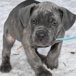 Sky - Gray brindle female Cane Corso puppy in Sault Ste Marie, Michigan from Willow Creek Cane Corsos
