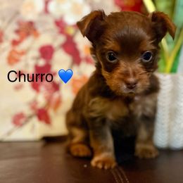 Churro - Chocolate and tan male Yorkshire Terrier puppy in Kissimmee, Florida from The Yorkie House