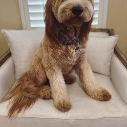 Penny - Goldendoodle