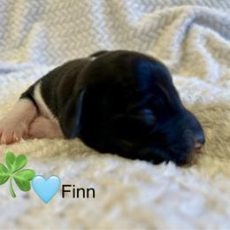 Finn - Piebald male Dachshund puppy in Huntington, Arkansas from Rockstar.Weiners