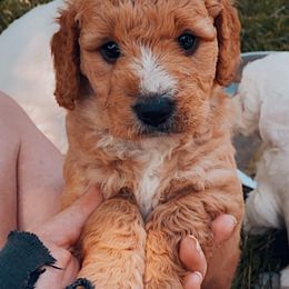 Goldendoodle Puppies from Luneckas Litters
