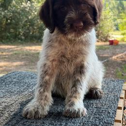 Goose - Brown and gray male Wirehaired Pointing Griffon puppy in Shelbyville, Texas from AndersonK9Kennels Bayou Beards
