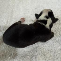 Cinnamon - Black tri male Miniature Australian Shepherd puppy in Oakland, Maryland from Yarborough Kennels