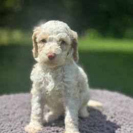 Magnolia - Apricot female Goldendoodle puppy in Sanderson, Florida from Serenity Goldendoodles