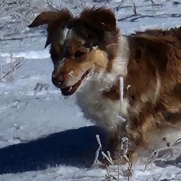 Rosie - Toy Australian Shepherd