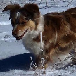 Rosie - Toy Australian Shepherd