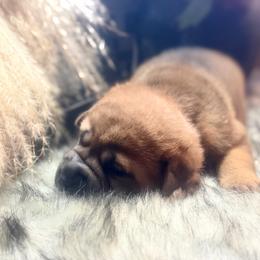 Bean - Red fawn male Chinese Shar-Pei puppy in Lehigh Acres, Florida from Florida Wrinkles
