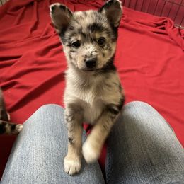 Pomsky Puppies from Michelle's Pomskies