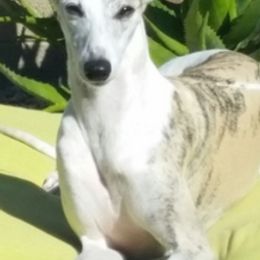 Whippets from Arwen Whippets