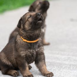P'Orange Female 1 - Sable female German Shepherd puppy in Alum Creek, West Virginia from Stay Wild K9