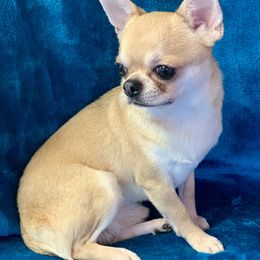 Pavarotti  - Chihuahua