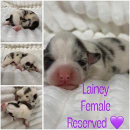 Lainey - Blue merle and white female American Corgi puppy in Hico, Texas from Chisholm Trail Kennels