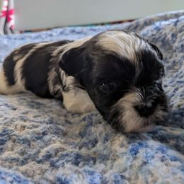 Girl 2 - Black and white Havanese puppy in Montrose, Colorado from Gnomies Furry Friends