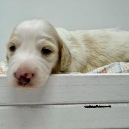 Sebastian - Piebald male Dachshund puppy in Pulaski, Tennessee from Billboard Doxies