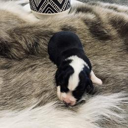 Australian Shepherd and Miniature Australian Shepherd Puppies from Kersey/Lopez Farms