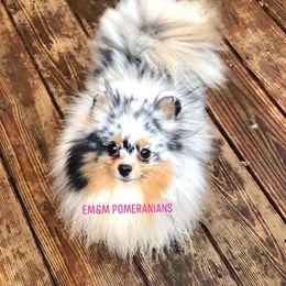 Jedi 7 yrs old - Blue merle female Pomeranian puppy in Kentucky from Em&M Pomeranians