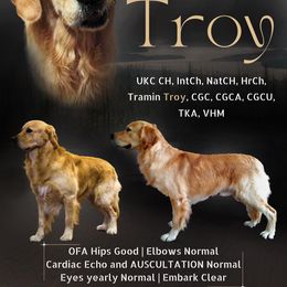 Golden Retriever puppies from Heart and Soul Dog Breeding, Inc.