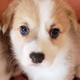 Pembroke Welsh Corgis from Kim Kosmicke's Pembroke Welsh Corgis