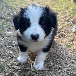 Felix - Black and white male Border Collie puppy in Mckinney, Texas from Border Collies of Ruidoso