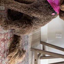 Lottie - Poodle