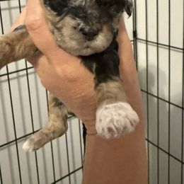 Girl 2 - Merle female Cockapoo puppy in Dahlonega, Georgia from Loveable Cockapoos