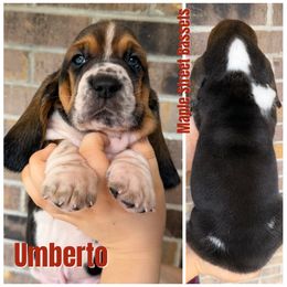 Umberto - Black brown and white male Basset Hound puppy in Red Bay, Alabama from Maple Street Bassets