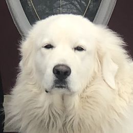 Piper - Great Pyrenees