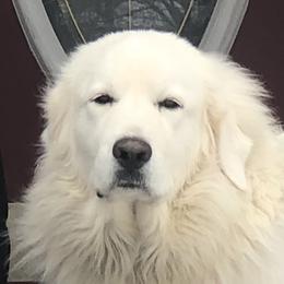 Piper - Great Pyrenees