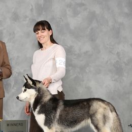 Siberian Huskies from Dream Catcher Siberians