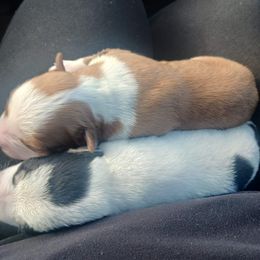 Miniature Schnauzer Puppies from Sabrina Ramirez