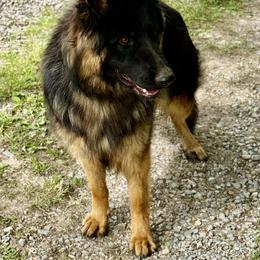 Bella - Bi-color female German Shepherd puppy in Bluff City, Tennessee from What a Heart Wants