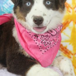 Australian Shepherds, Miniature Australian Shepherds, and Toy Australian Shepherds from Bluebonnetridge Aussies