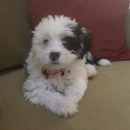 Paisley-pink - Black and white female Bernedoodle puppy in Lynch Station, Virginia from Mini Bernedoodles by Ziva & Zac