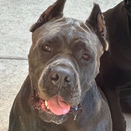 Chevelle - Cane Corso