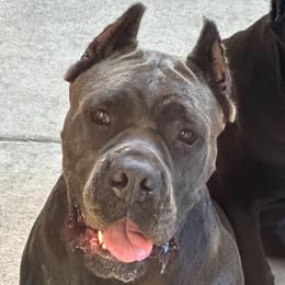 Chevelle - Cane Corso